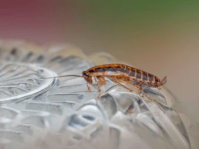 About North Tempe Termite Inspection - termite inspection experts in North Tempe
